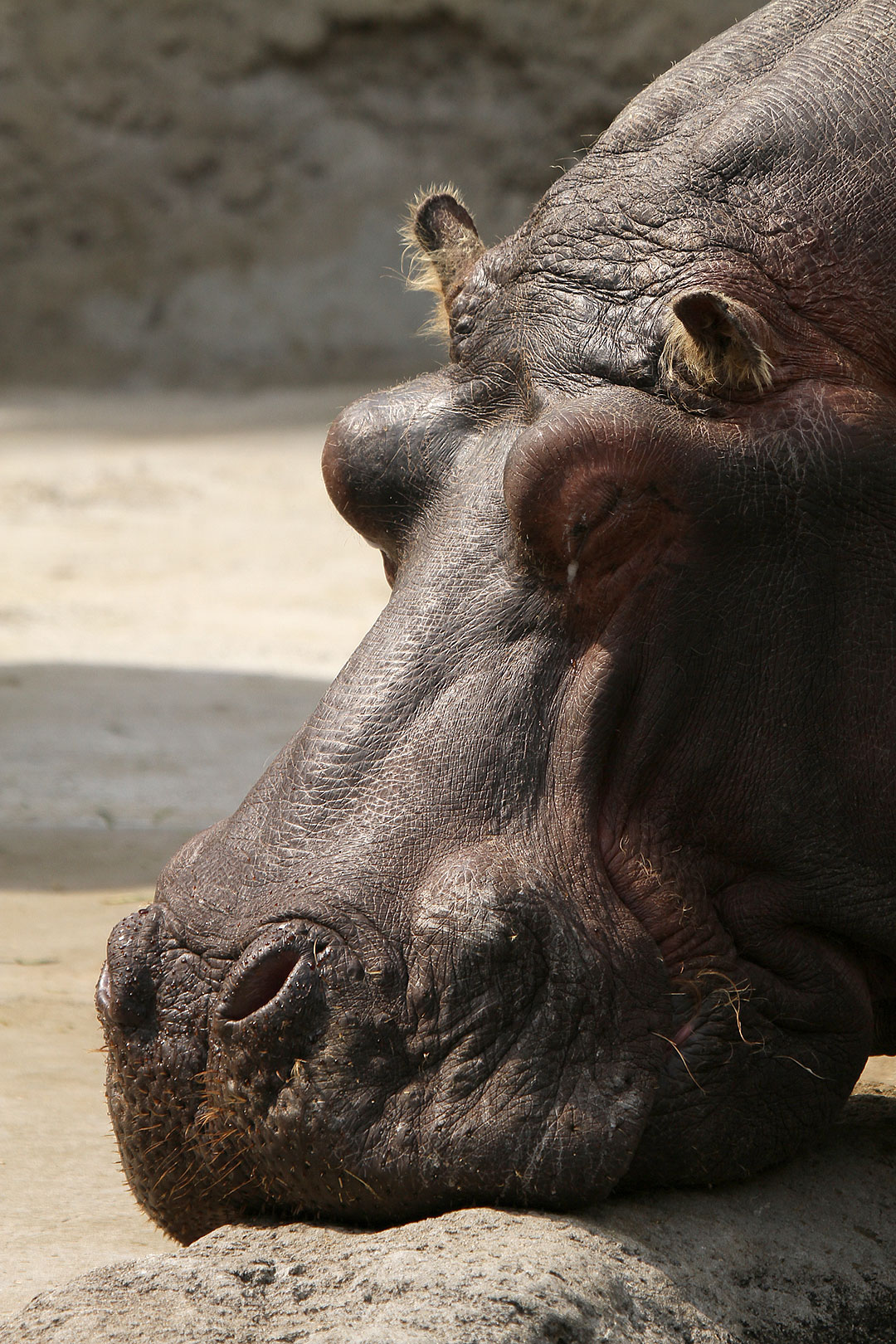 カバ、ゾウ、フラミンゴ（天王寺動物園）_a0003166_23532643.jpg