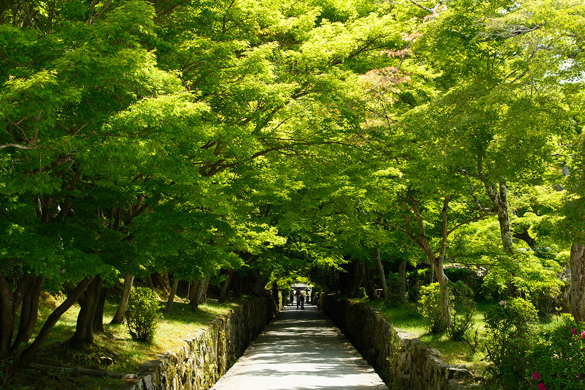 宇治 興聖寺など_a0003166_23541587.jpg