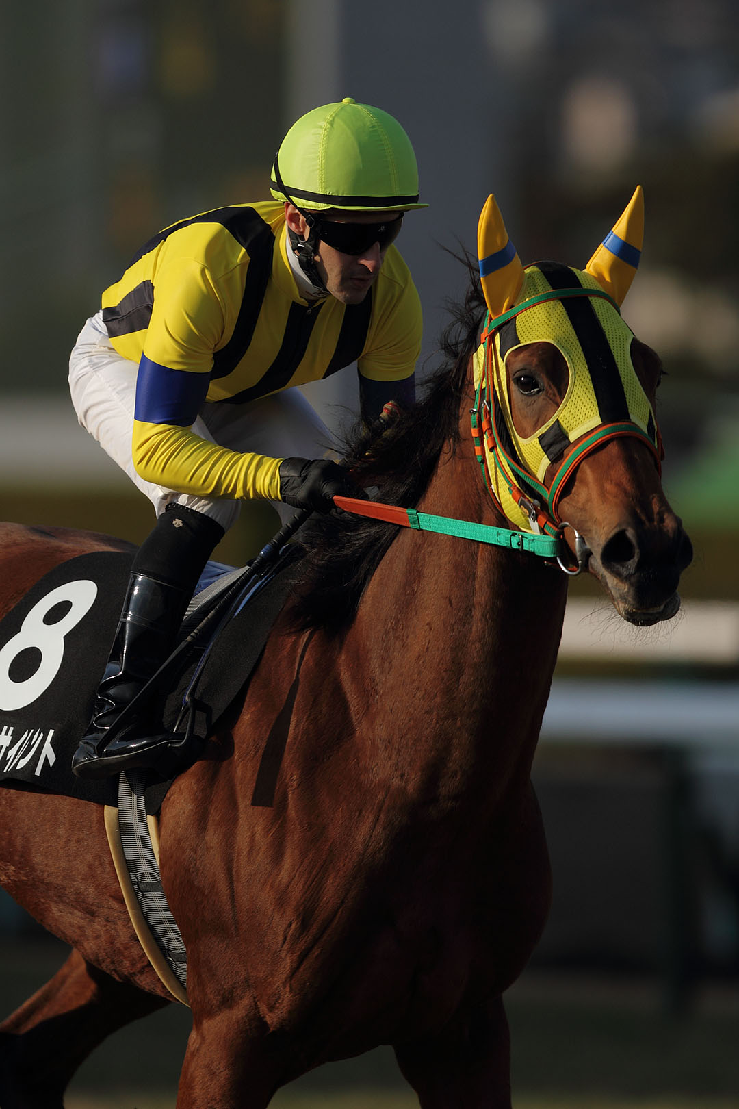 馬　（阪神競馬場）　２０１４年 年賀状用_a0003166_23564131.jpg