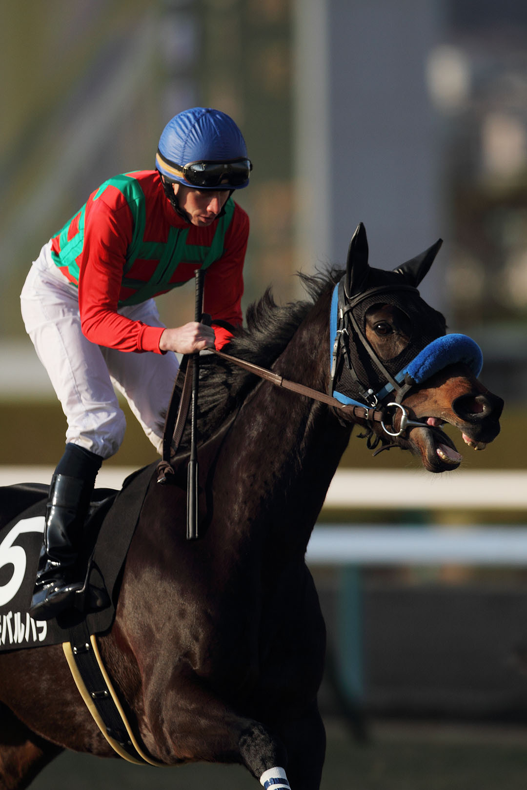 馬　（阪神競馬場）　２０１４年 年賀状用_a0003166_23564492.jpg