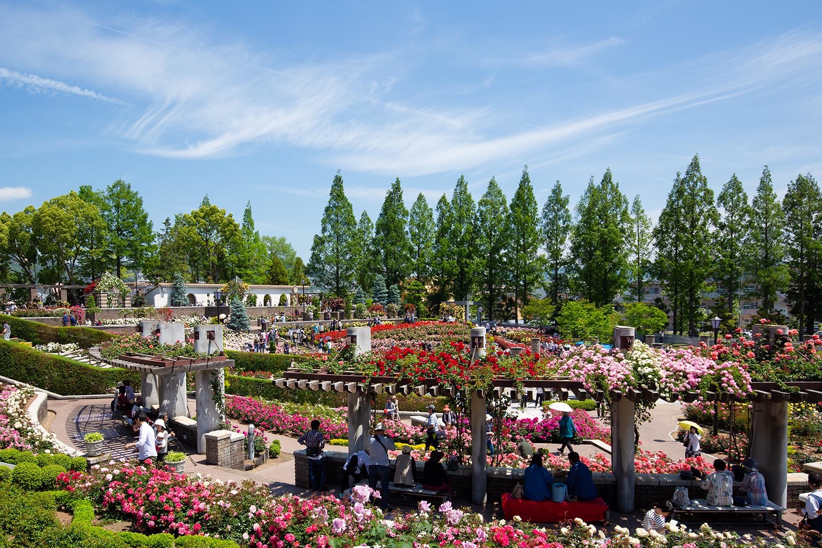 バラ （荒牧バラ公園 その２）_a0003166_23565015.jpg