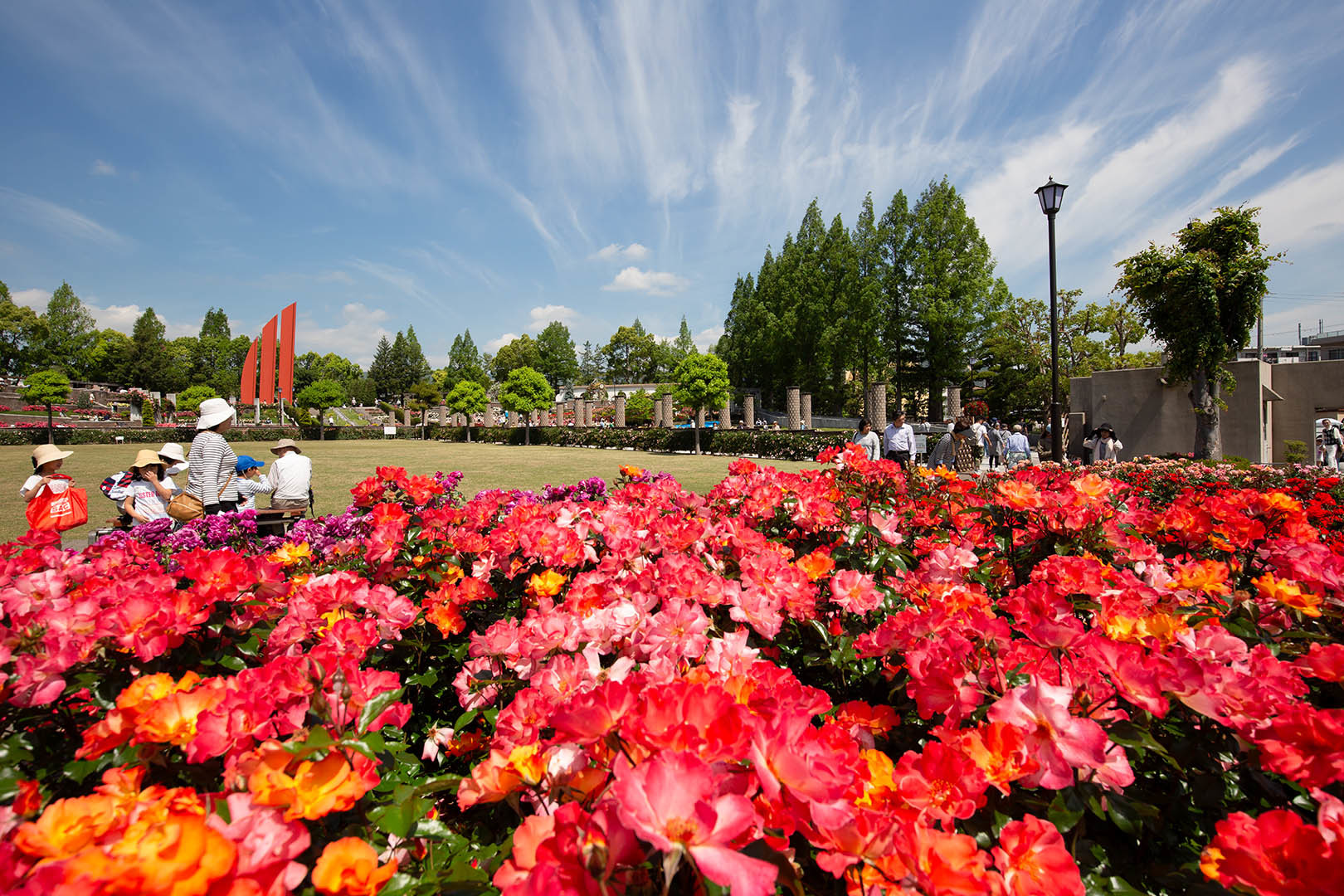 バラ （荒牧バラ公園 その２）_a0003166_23565026.jpg
