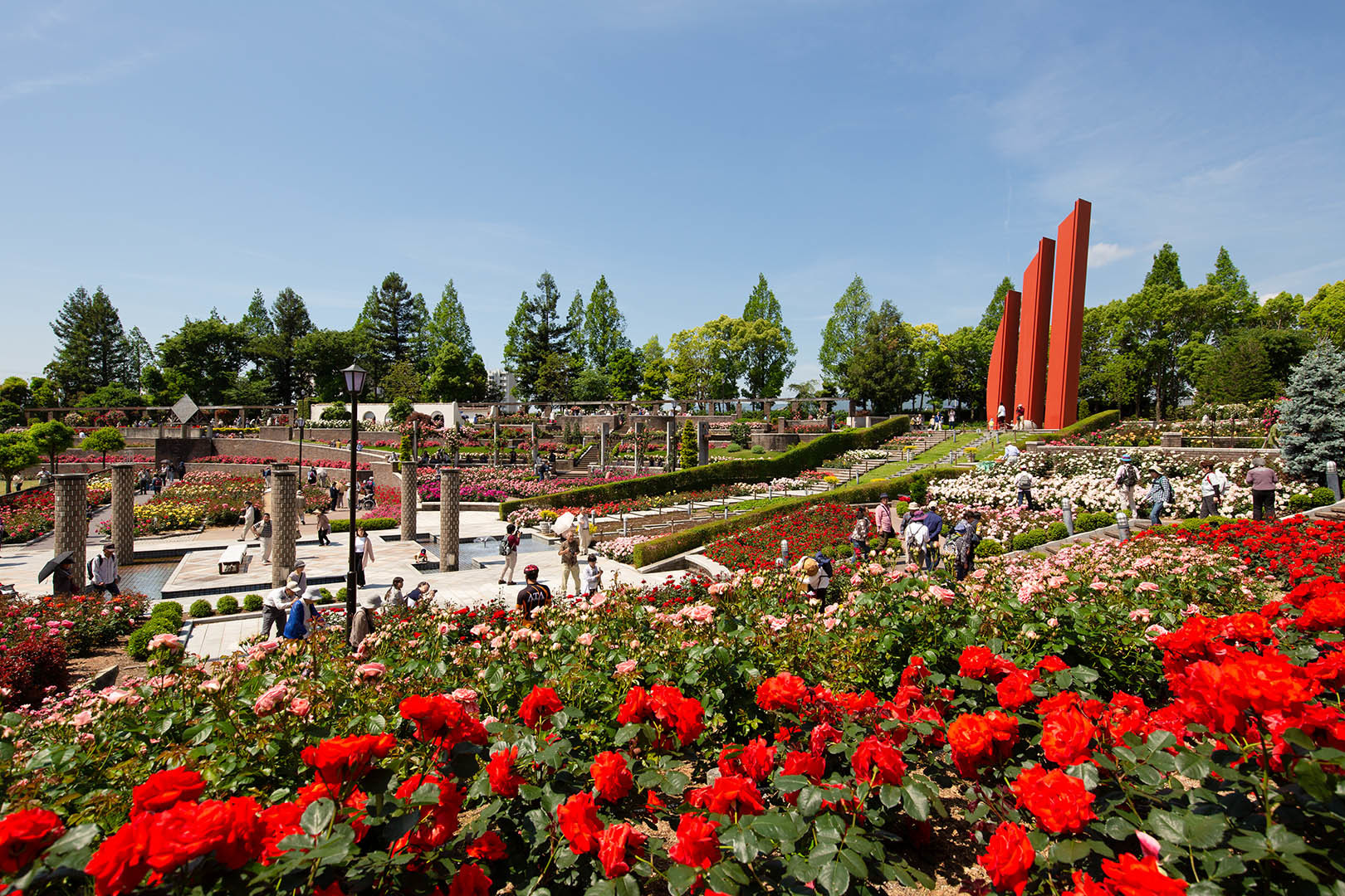 バラ （荒牧バラ公園 その２）_a0003166_23565094.jpg