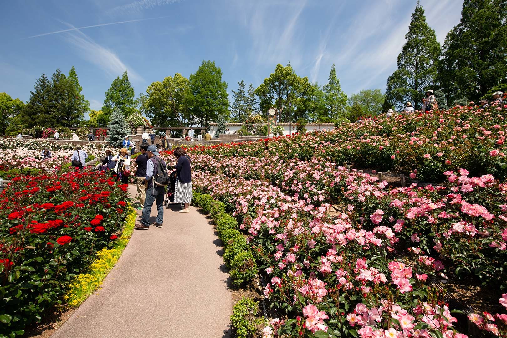 バラ （荒牧バラ公園 その２）_a0003166_23565125.jpg