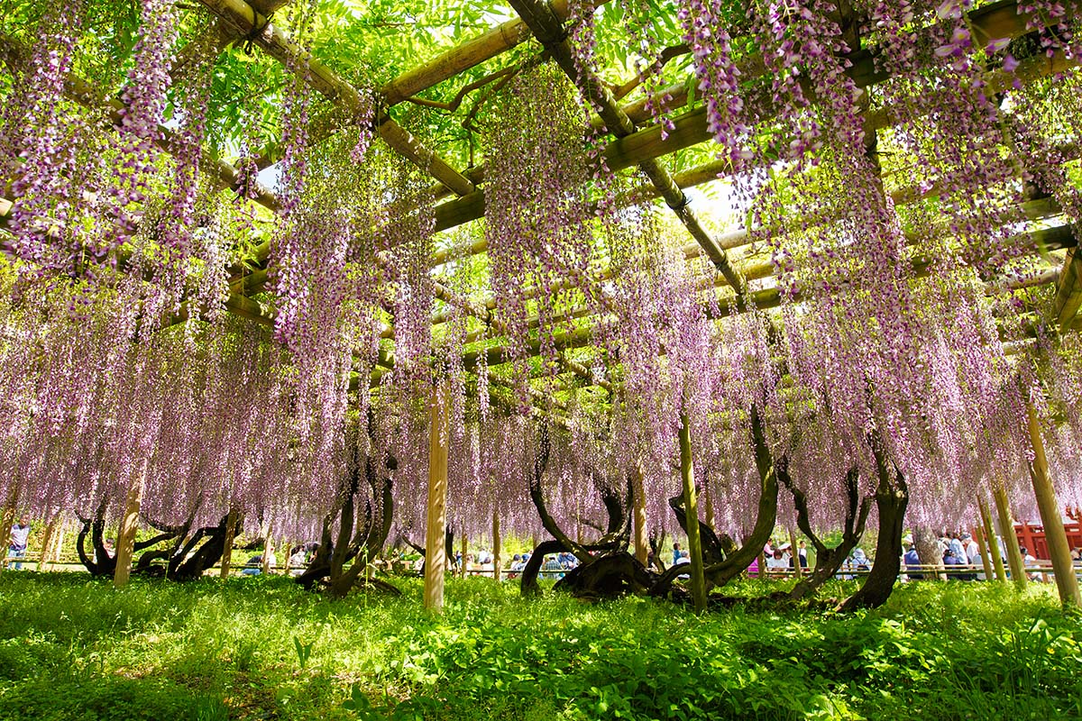 宇治 平等院_a0003166_23565231.jpg