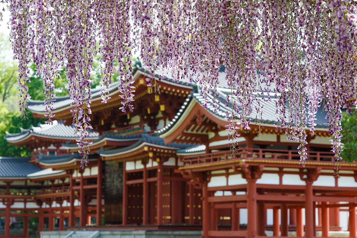 宇治 平等院_a0003166_23565269.jpg