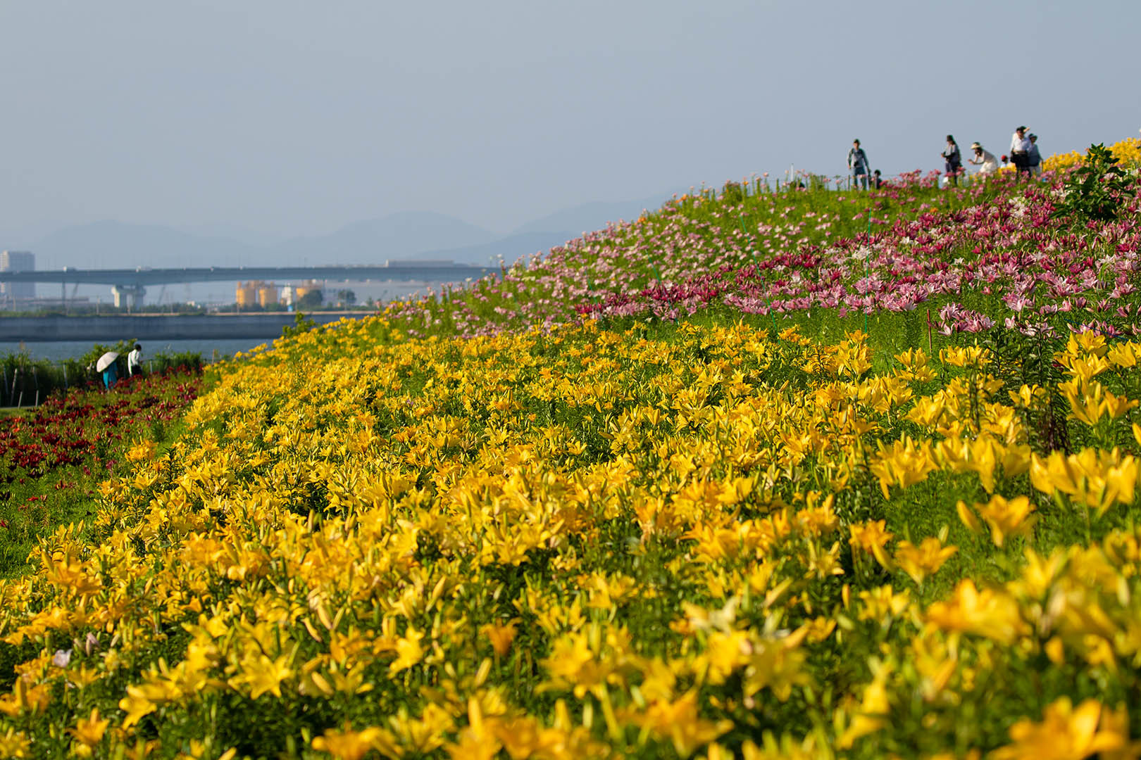 大阪舞洲ゆり園_a0003166_23574300.jpg