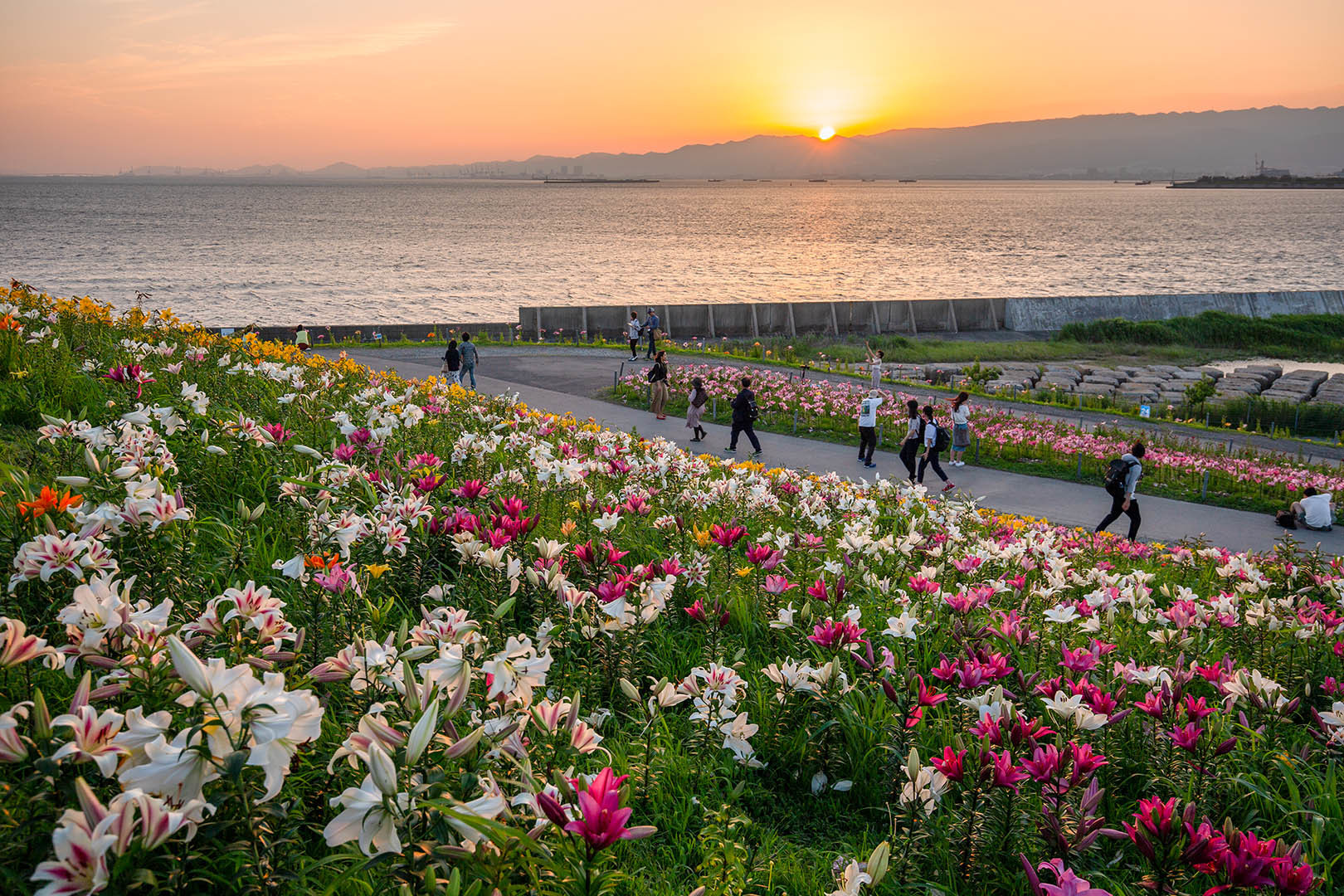 大阪舞洲ゆり園_a0003166_23581406.jpg