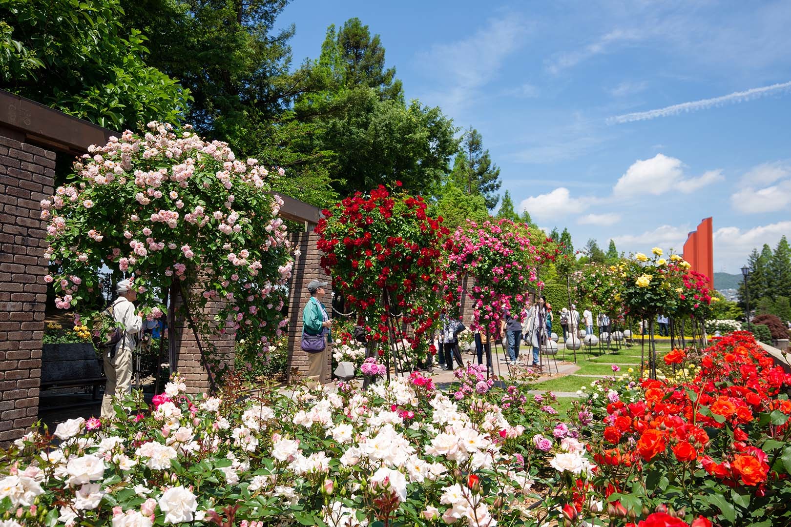 バラ （荒牧バラ公園 その２）_a0003166_23581441.jpg