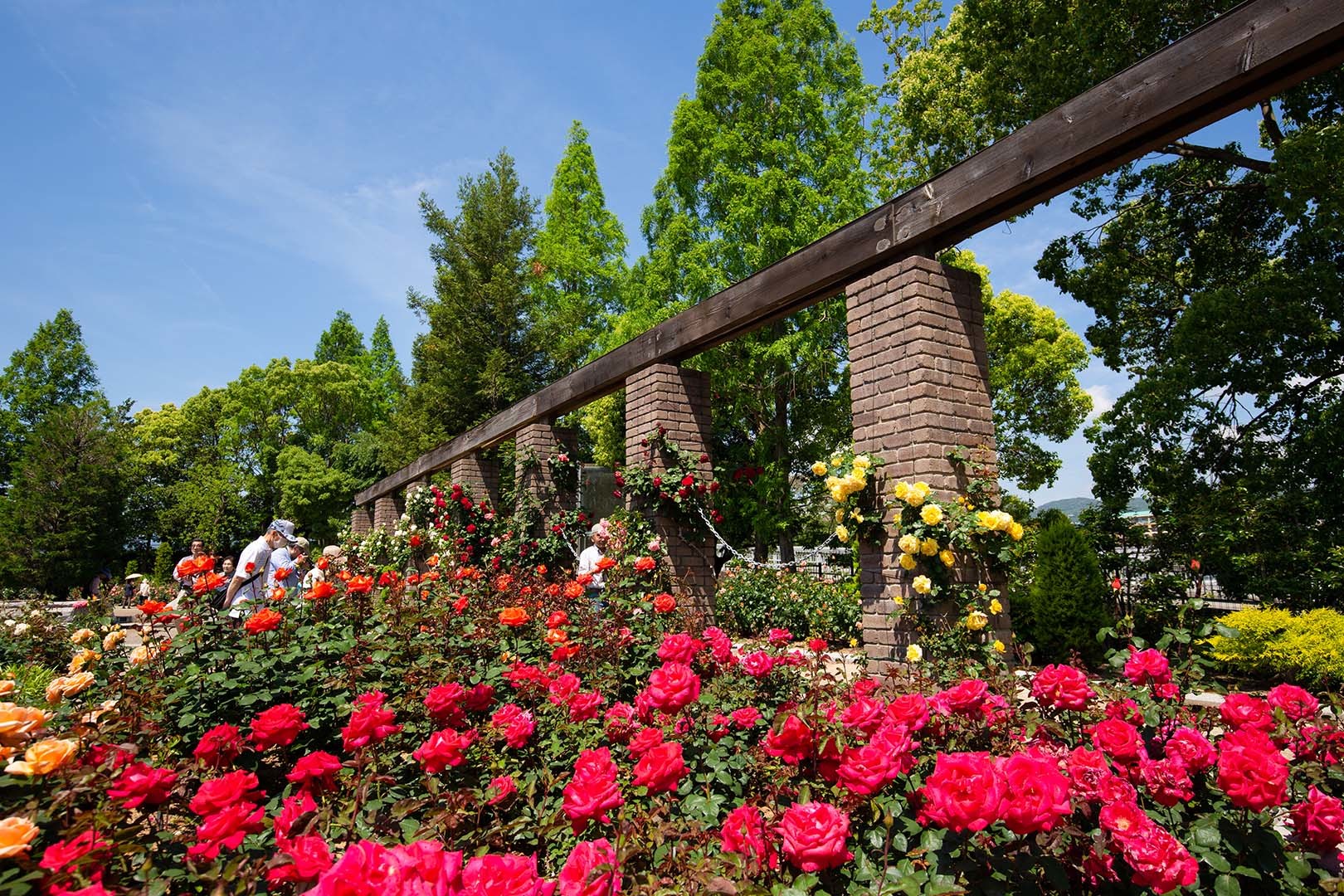 バラ （荒牧バラ公園 その２）_a0003166_23581503.jpg