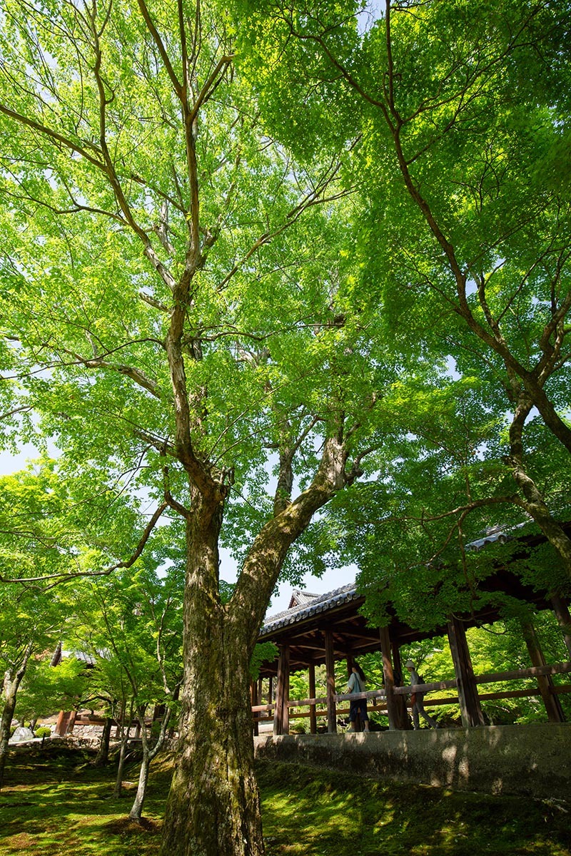 東福寺_a0003166_23581558.jpg