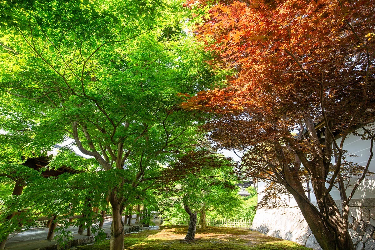 東福寺_a0003166_23585254.jpg