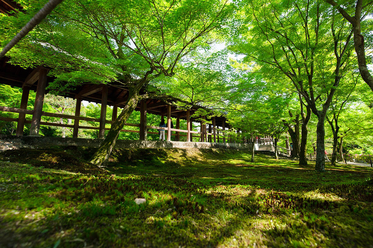 東福寺_a0003166_23591778.jpg