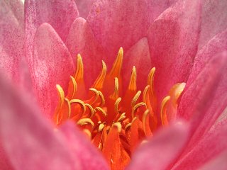 はす_a0003166_2431765.jpg
