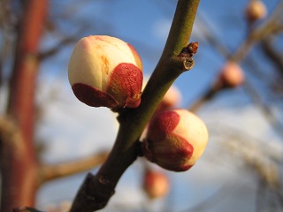 つぼみ_a0003166_246089.jpg