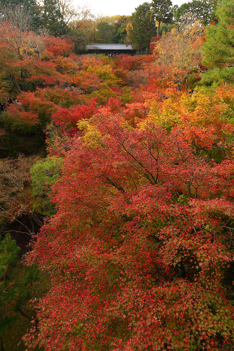 紅葉など_a0003166_9152653.jpg