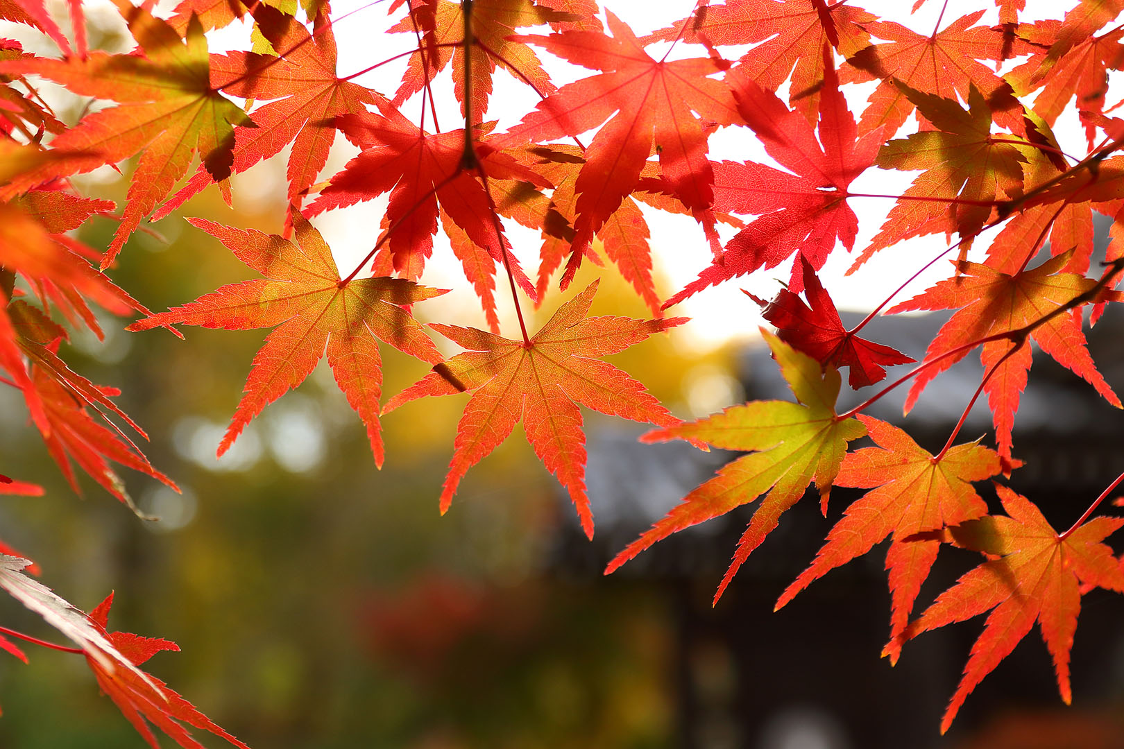 紅葉など_a0003166_9152654.jpg