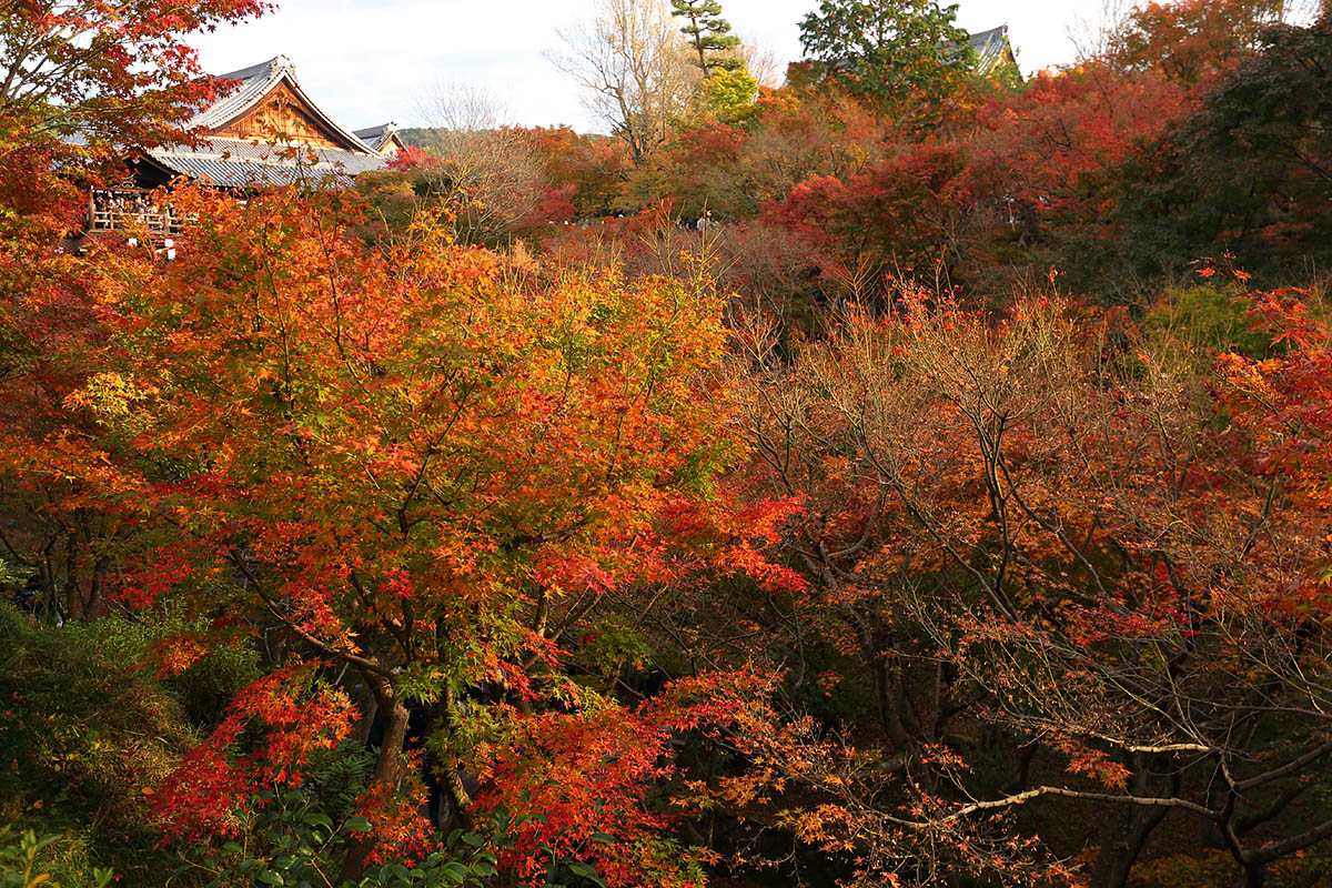 紅葉など_a0003166_9152755.jpg
