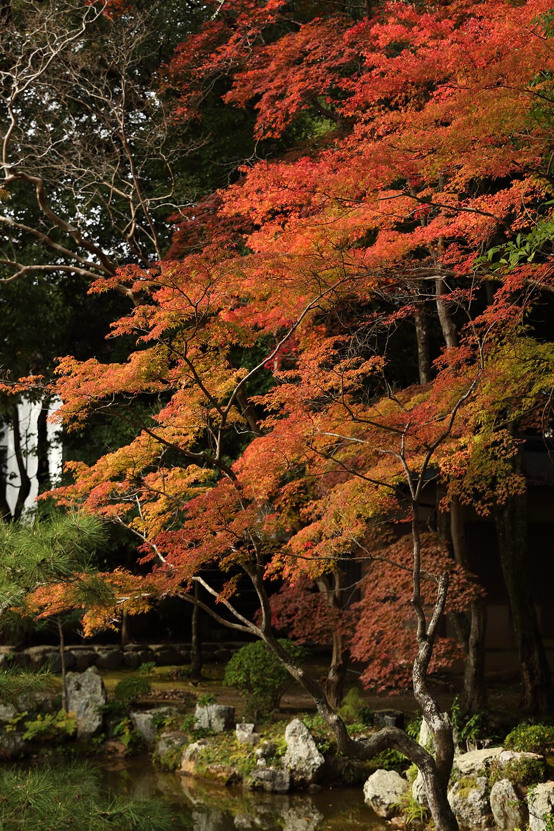 紅葉など_a0003166_9261696.jpg