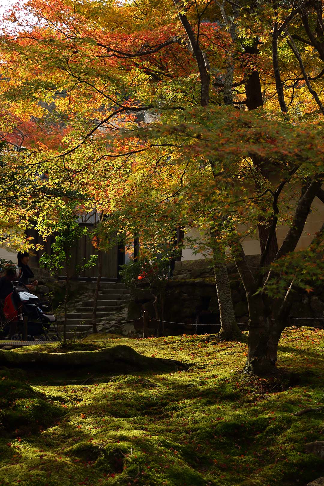 紅葉など_a0003166_9261753.jpg