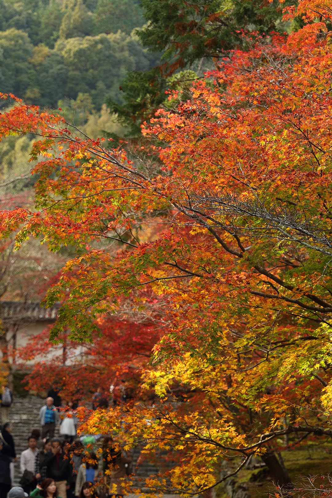 紅葉など_a0003166_9261854.jpg