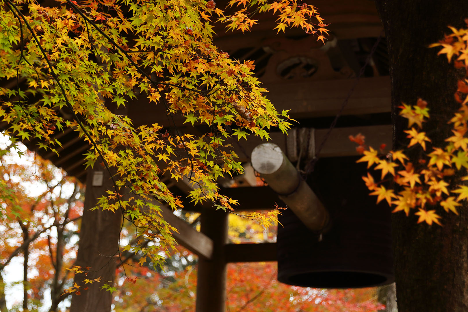 紅葉など_a0003166_9261892.jpg