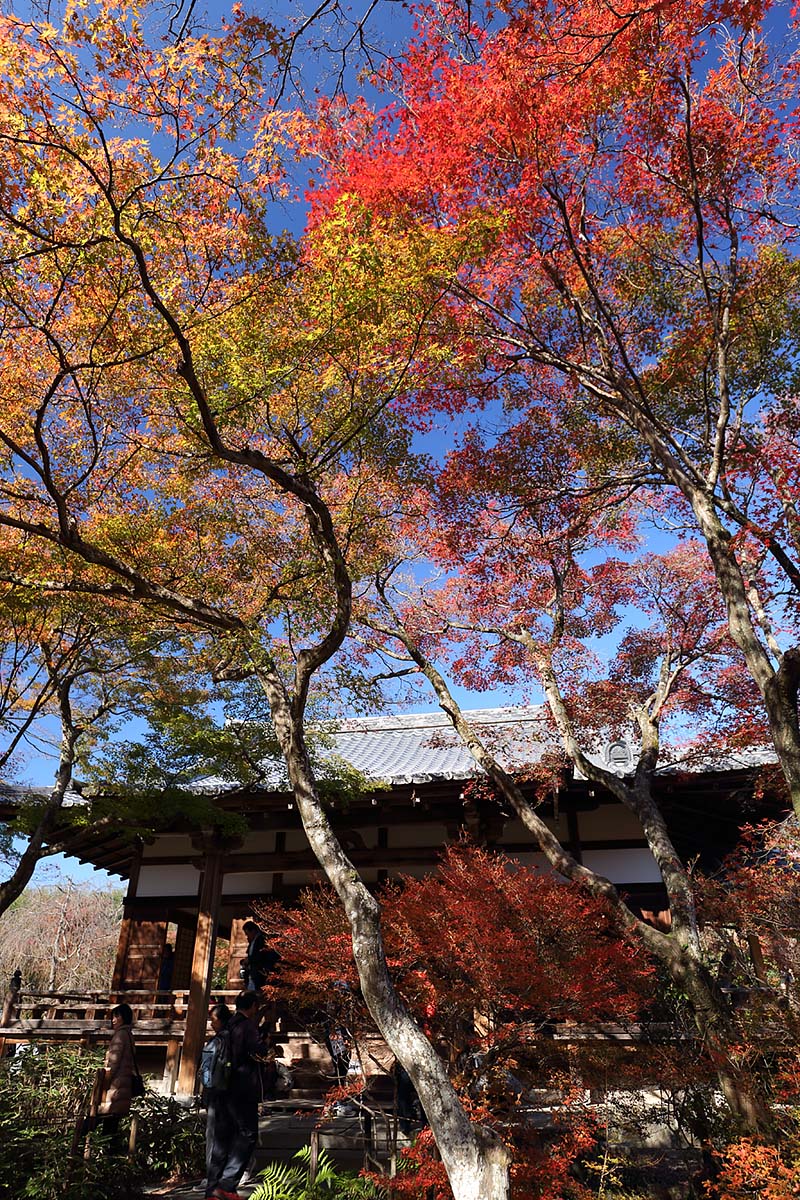 紅葉 （宝筐院）_a0003166_9353083.jpg