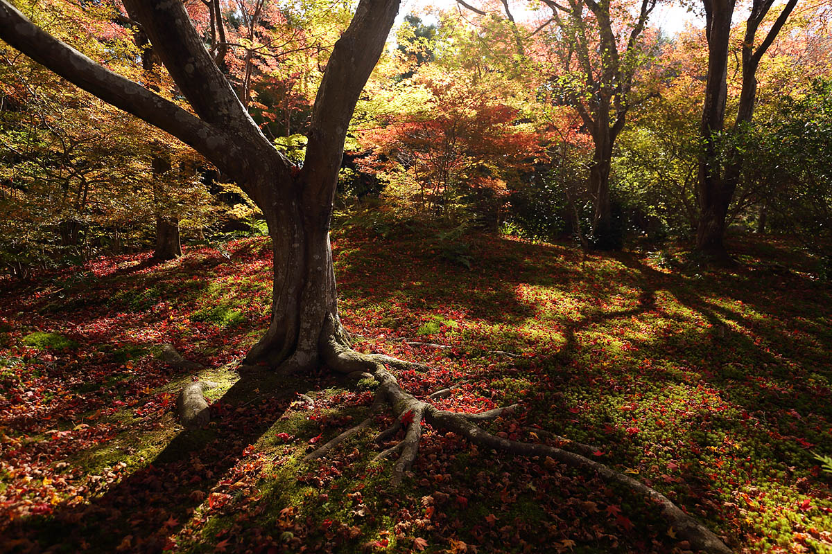 紅葉 （宝筐院）_a0003166_9353155.jpg