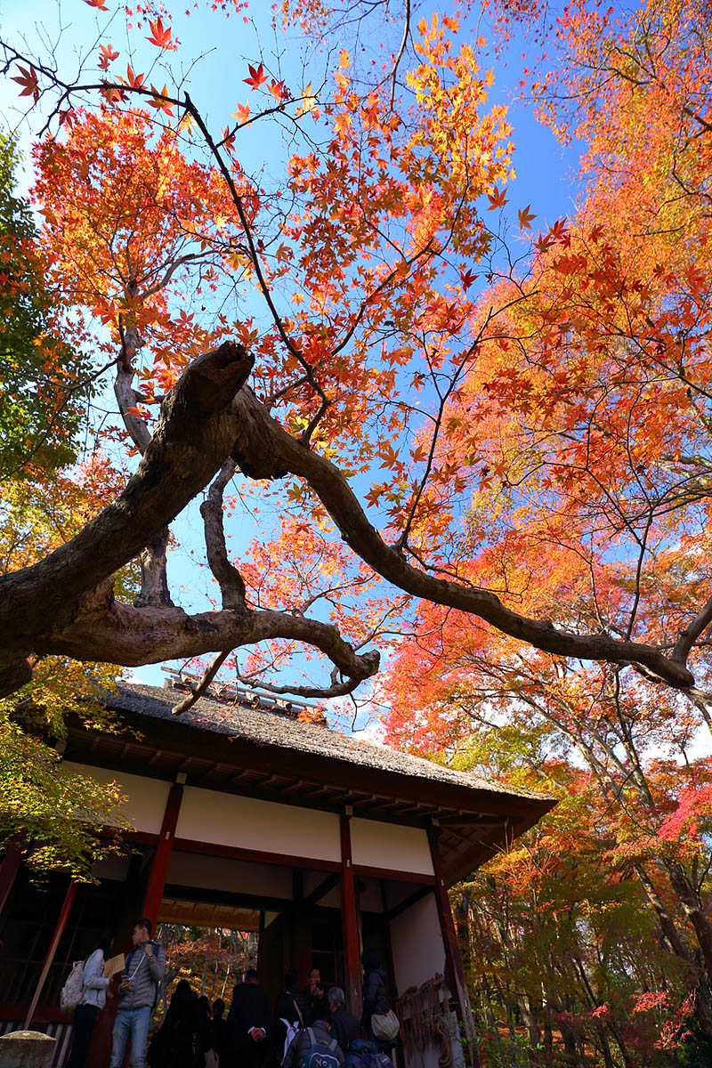 紅葉 （常寂光寺）_a0003166_9384320.jpg
