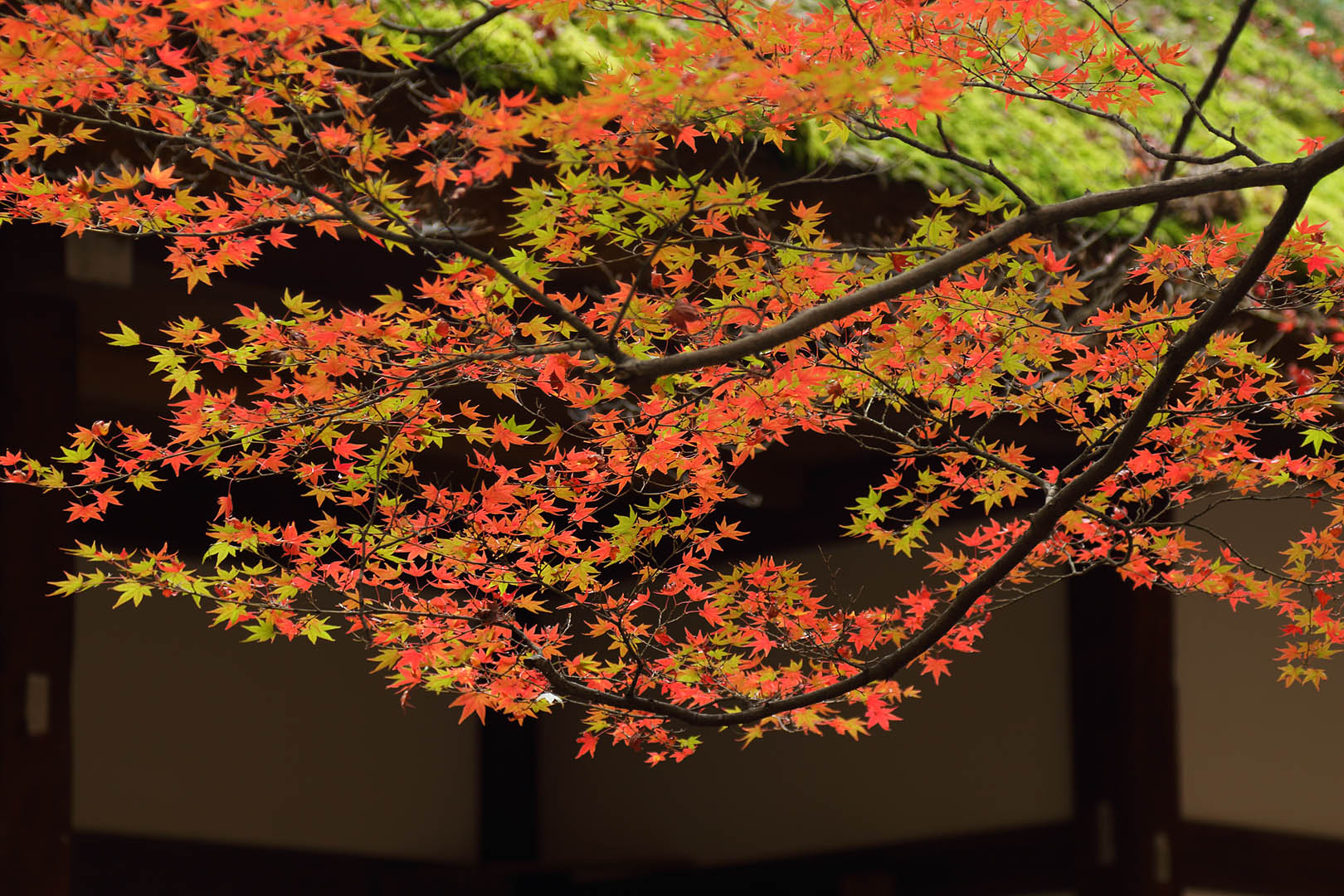 紅葉 （常寂光寺）_a0003166_9384477.jpg