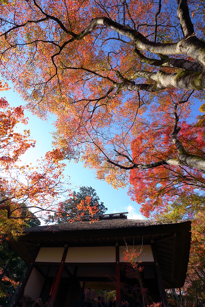 紅葉 （常寂光寺）_a0003166_9384490.jpg