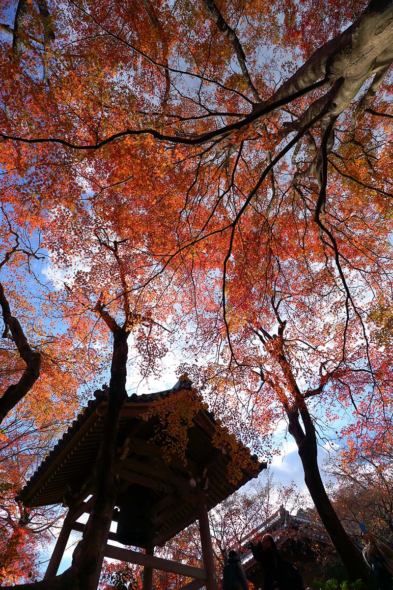 紅葉 （常寂光寺）_a0003166_938454.jpg