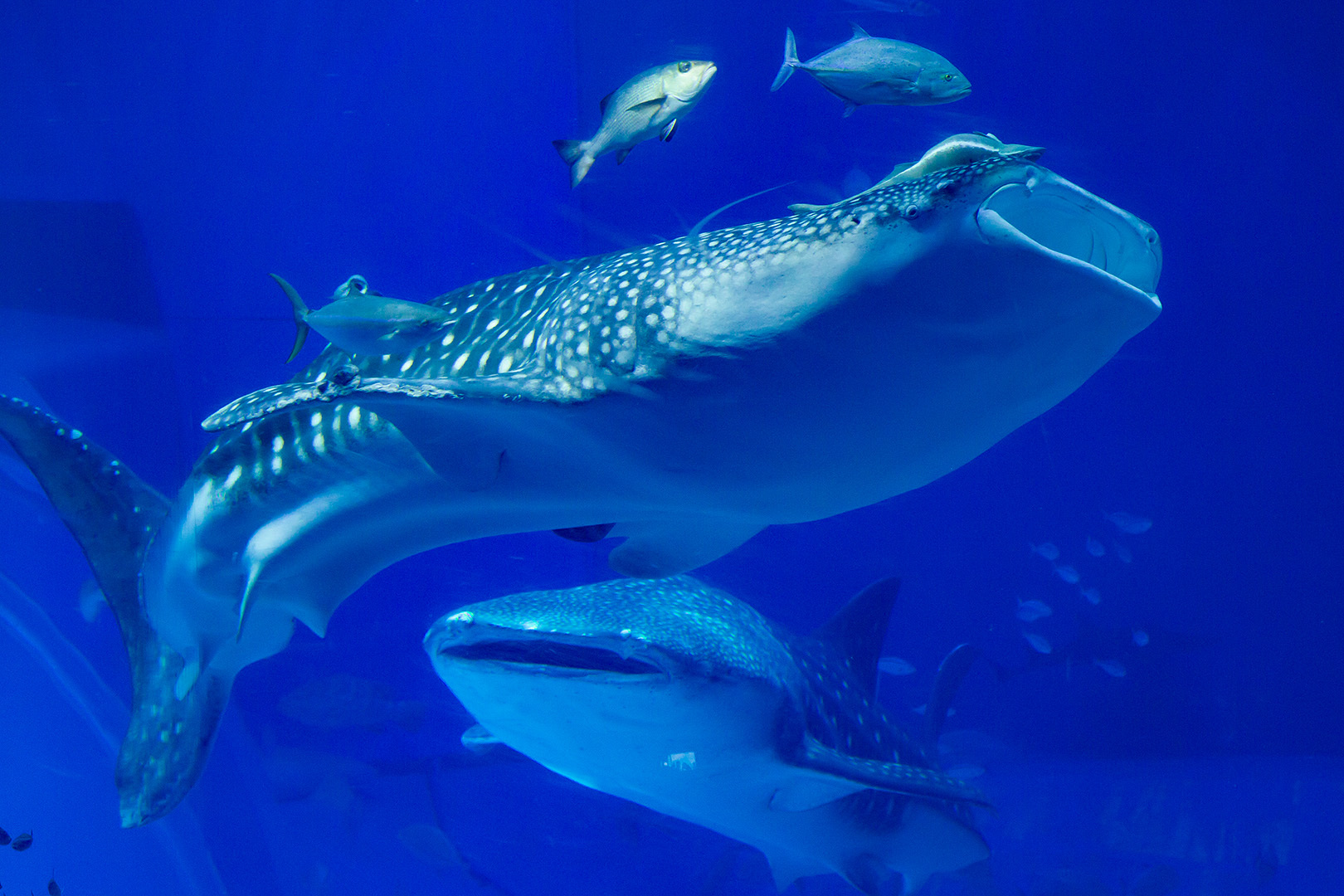 沖縄美ら海水族館_a0003166_00135568.jpg