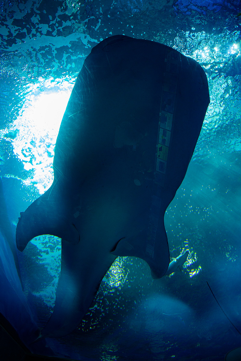 沖縄美ら海水族館_a0003166_00135612.jpg