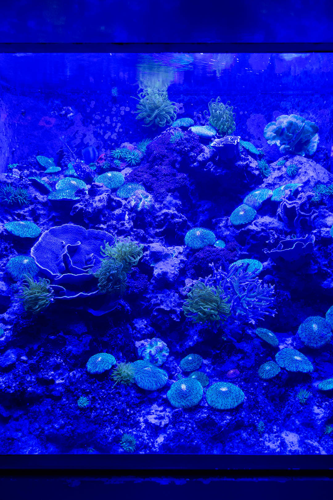 沖縄美ら海水族館_a0003166_00135616.jpg